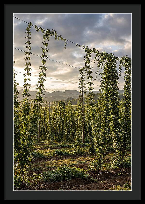 Farm Hops Under Golden Skies