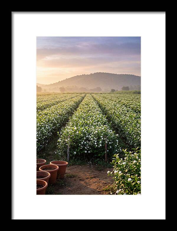 Farm Jasmine Fields At Dawn
