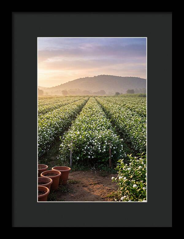 Farm Jasmine Fields At Dawn