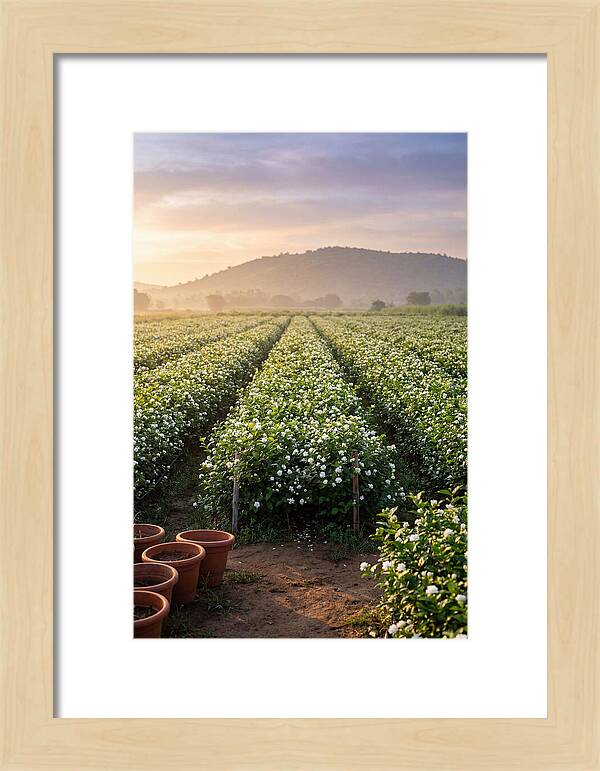 Farm Jasmine Fields At Dawn