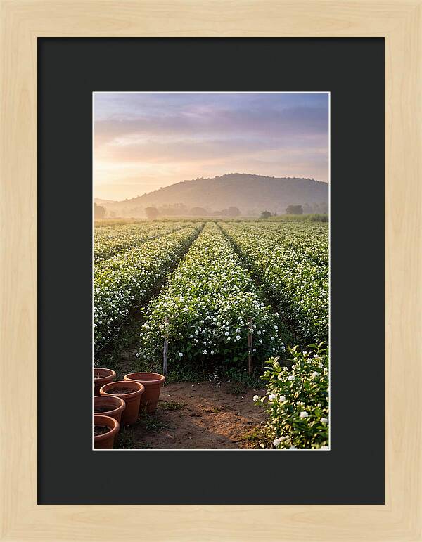 Farm Jasmine Fields At Dawn