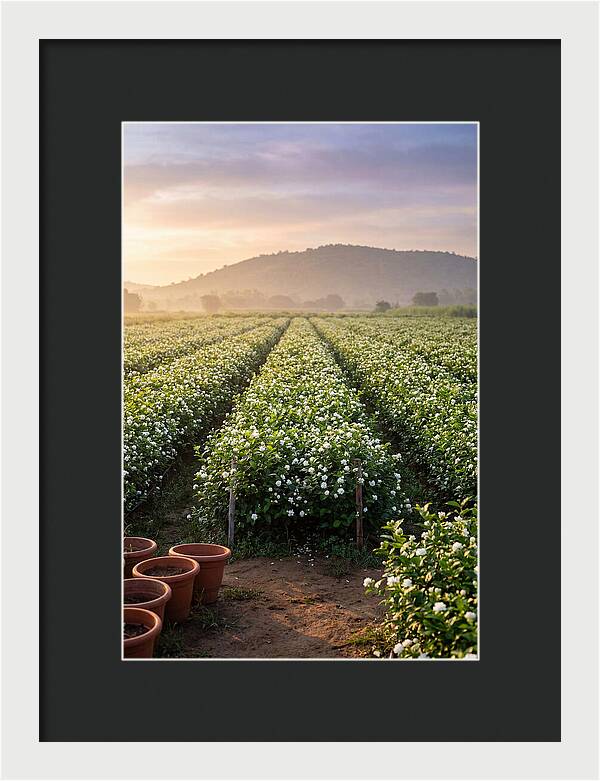 Farm Jasmine Fields At Dawn