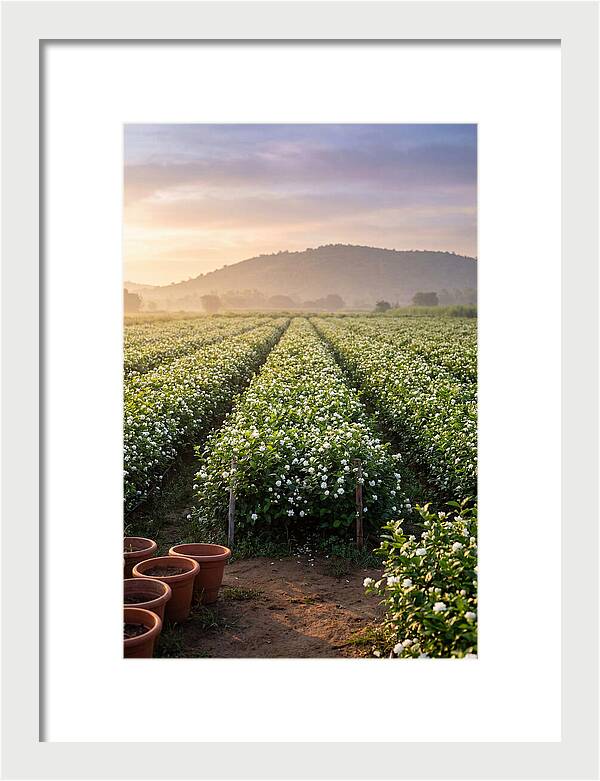 Farm Jasmine Fields At Dawn