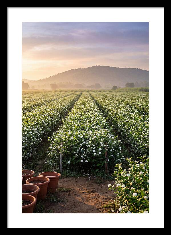Farm Jasmine Fields At Dawn