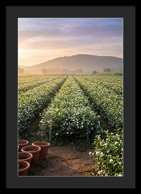 Farm Jasmine Fields At Dawn