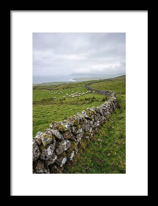 Farm Landscape With Sheep