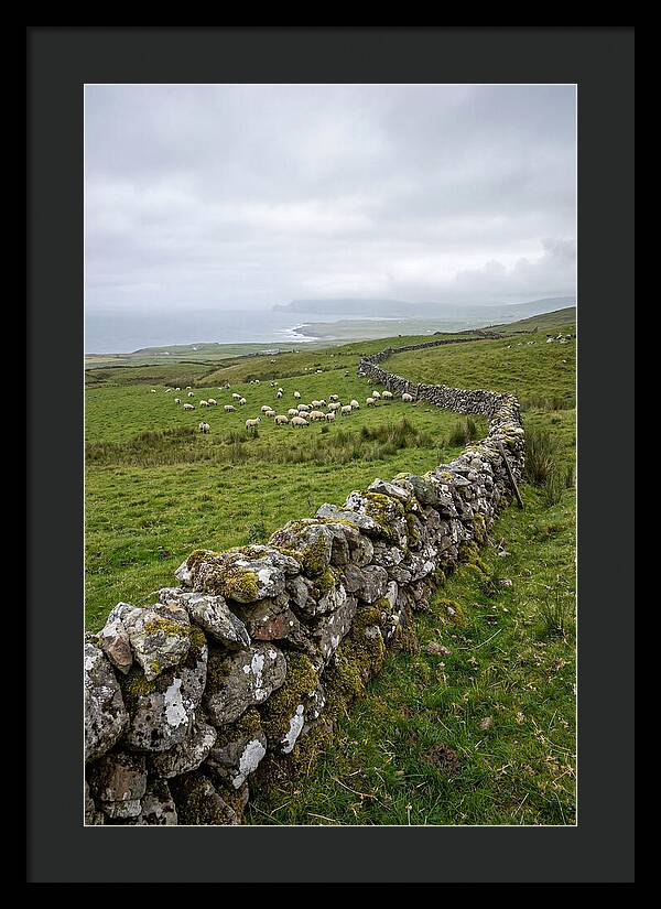 Farm Landscape With Sheep