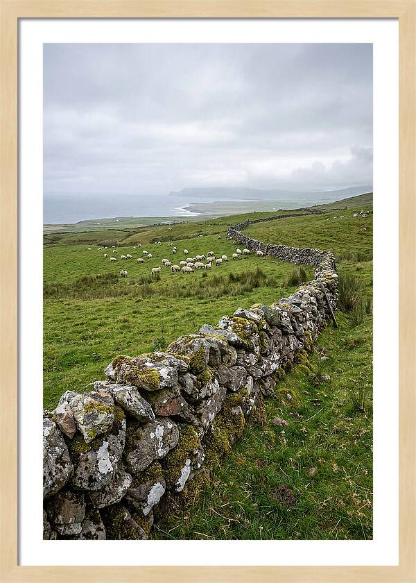 Farm Landscape With Sheep