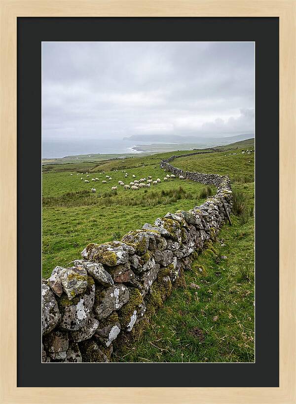 Farm Landscape With Sheep