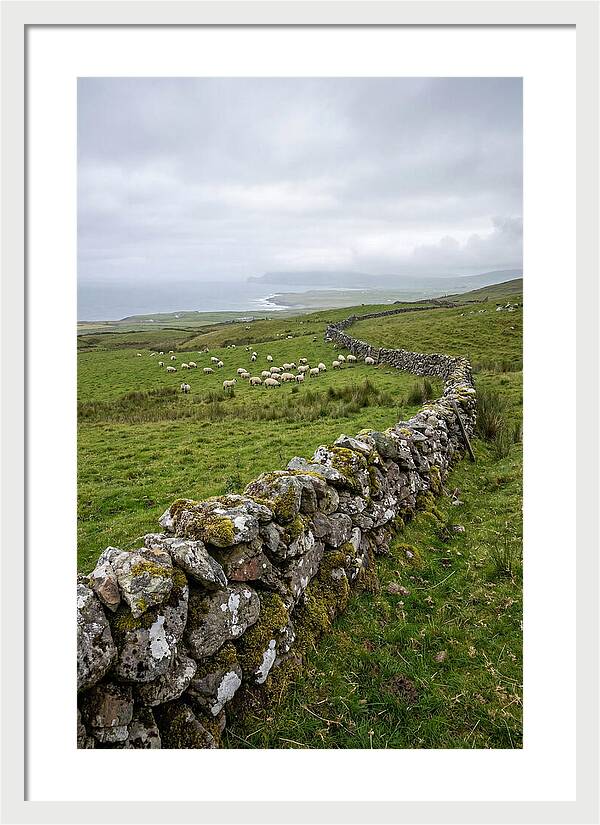 Farm Landscape With Sheep