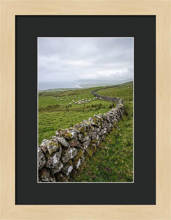 Farm Landscape With Sheep