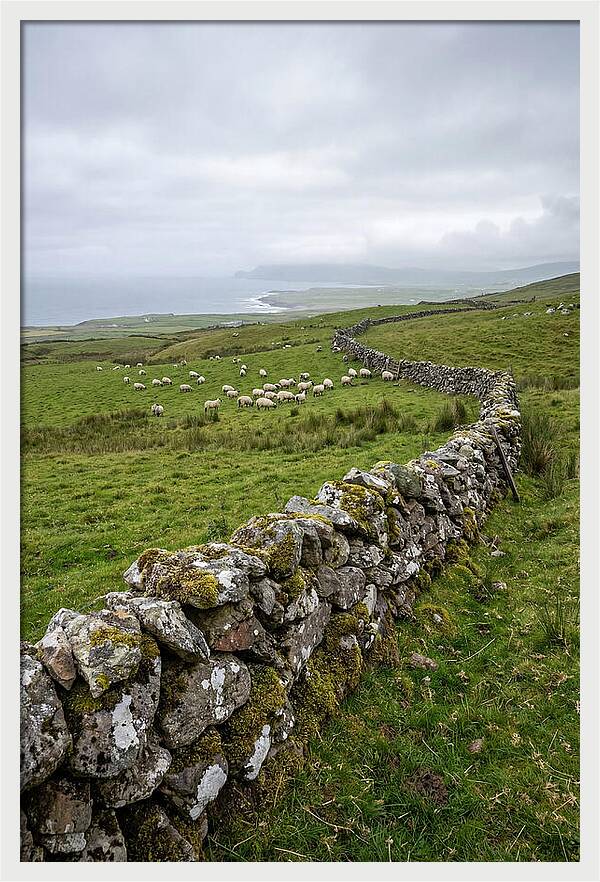 Farm Landscape With Sheep