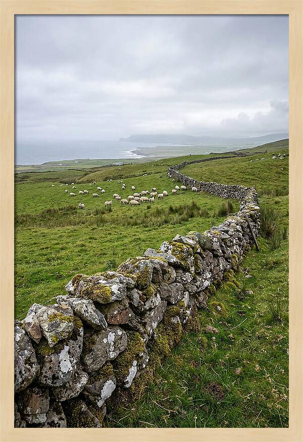 Farm Landscape With Sheep