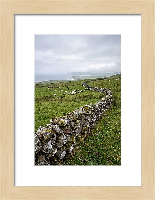 Farm Landscape With Sheep