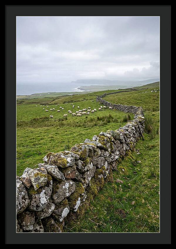 Farm Landscape With Sheep