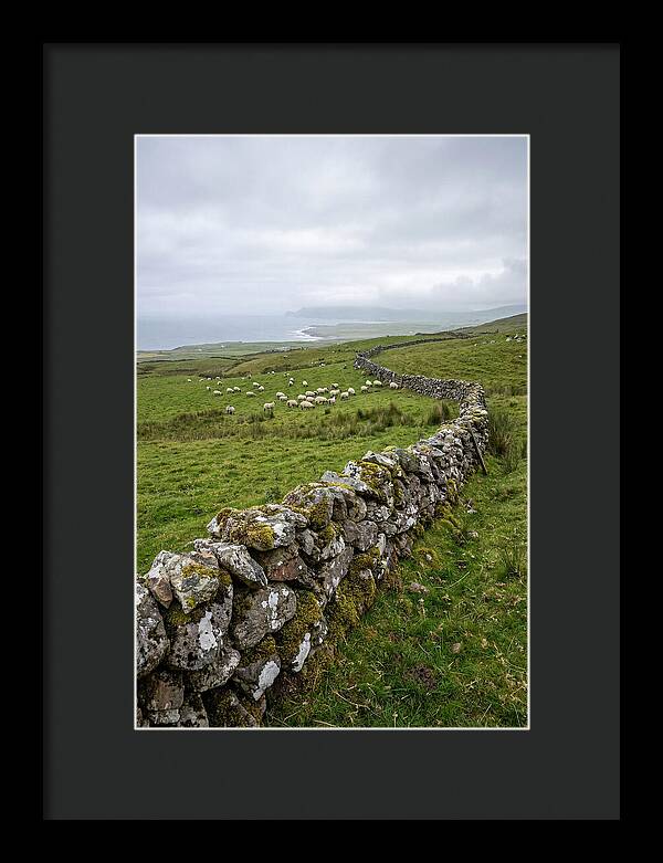 Farm Landscape With Sheep