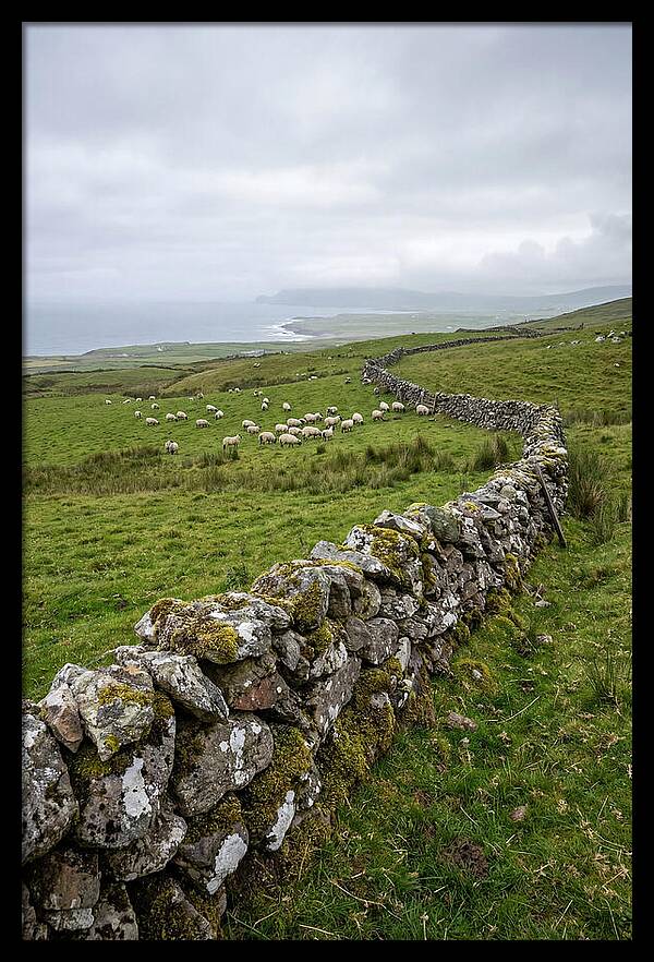 Farm Landscape With Sheep
