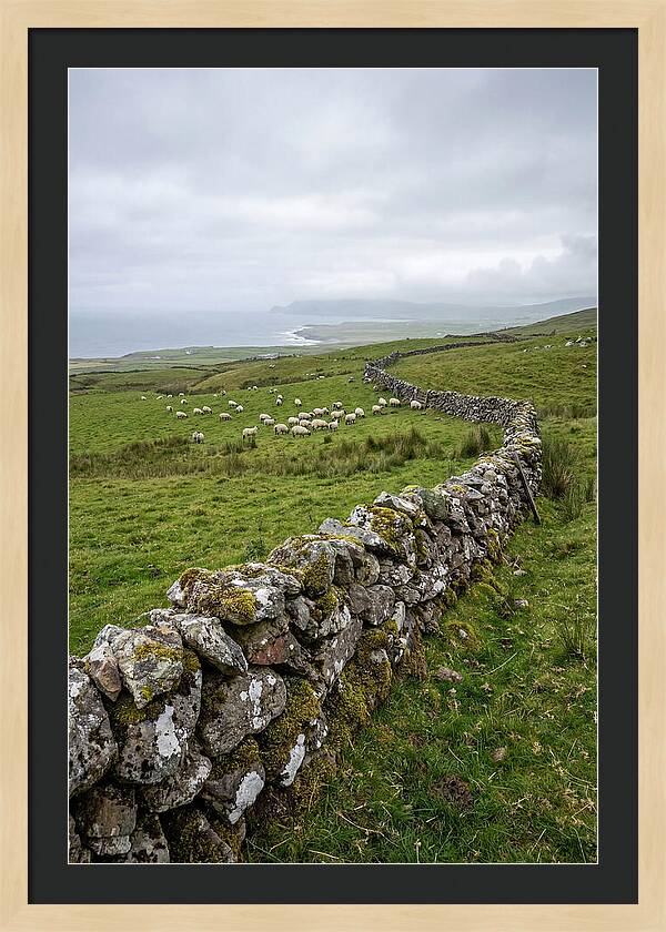 Farm Landscape With Sheep