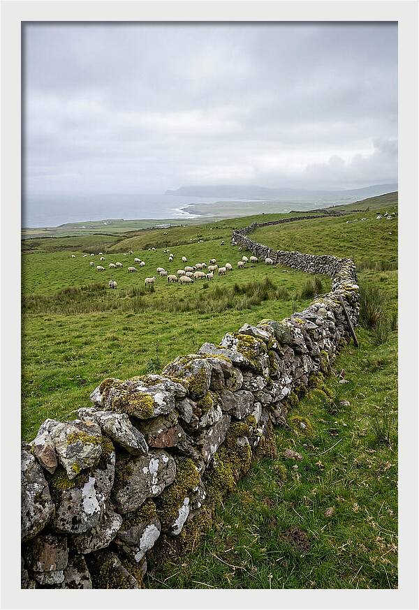 Farm Landscape With Sheep