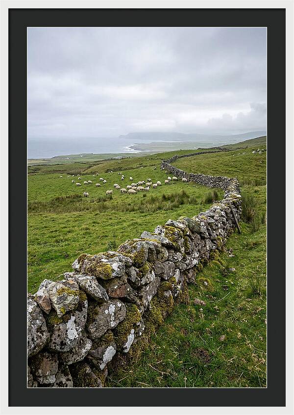 Farm Landscape With Sheep