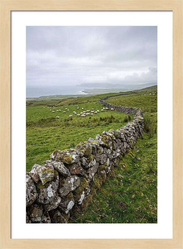 Farm Landscape With Sheep