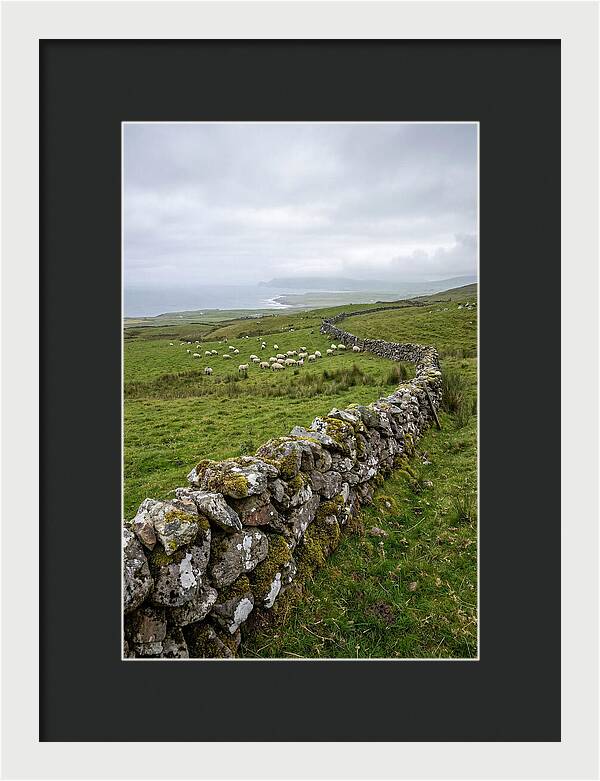 Farm Landscape With Sheep
