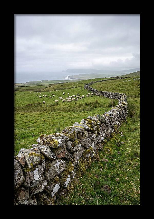 Farm Landscape With Sheep