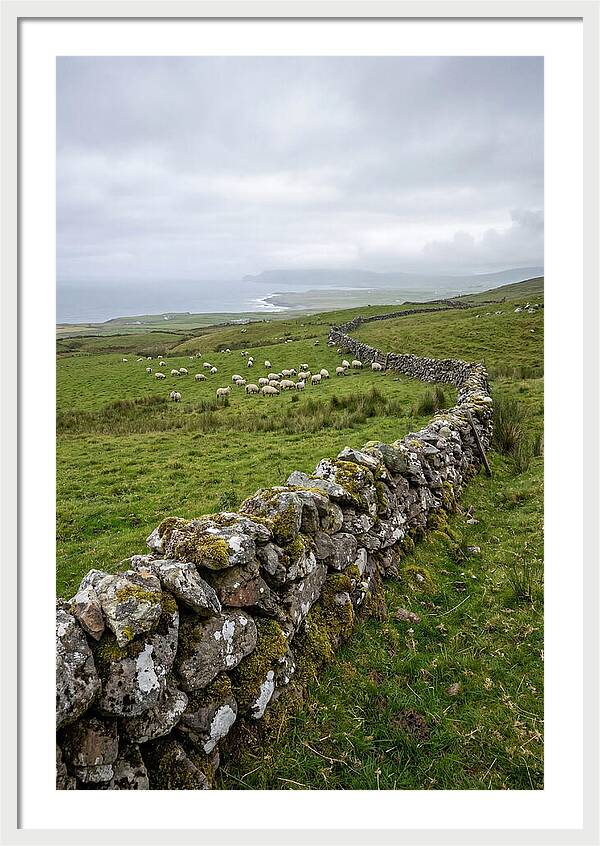 Farm Landscape With Sheep