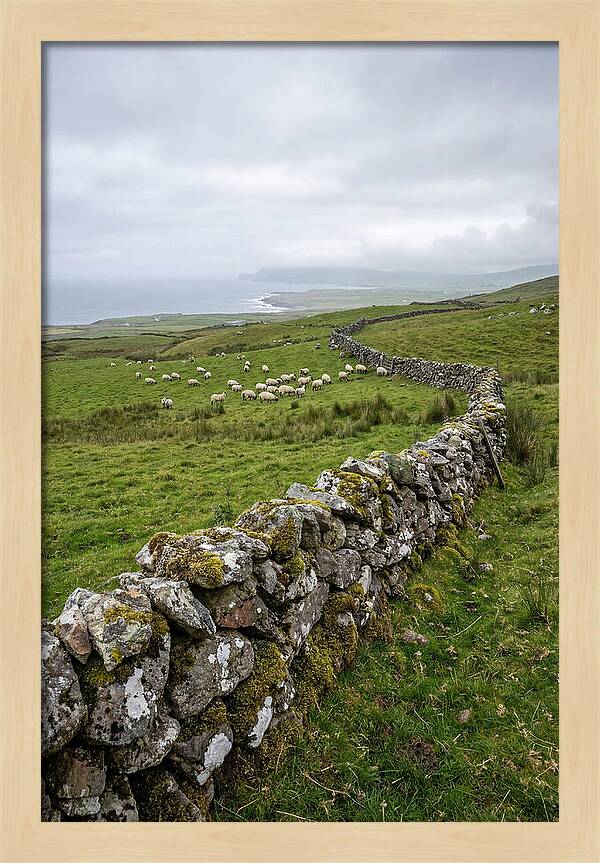 Farm Landscape With Sheep
