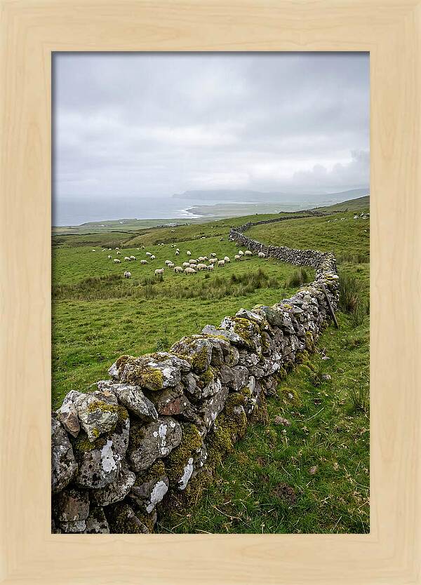 Farm Landscape With Sheep