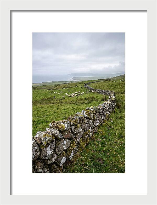 Farm Landscape With Sheep