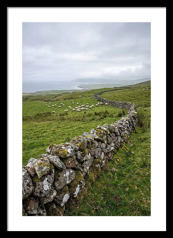 Farm Landscape With Sheep
