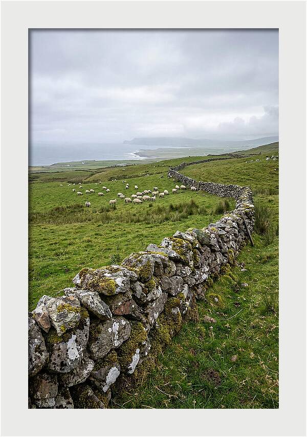 Farm Landscape With Sheep