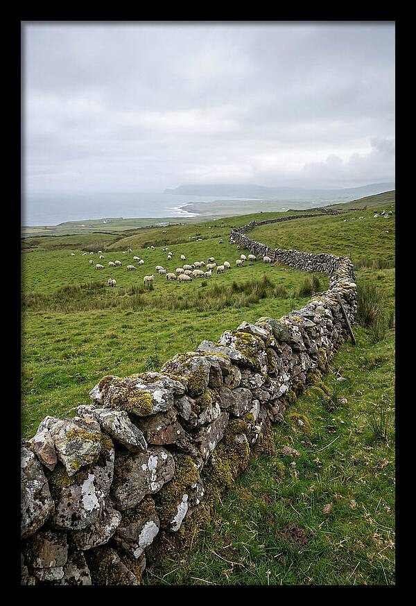 Farm Landscape With Sheep