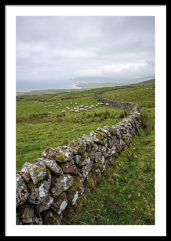 Farm Landscape With Sheep
