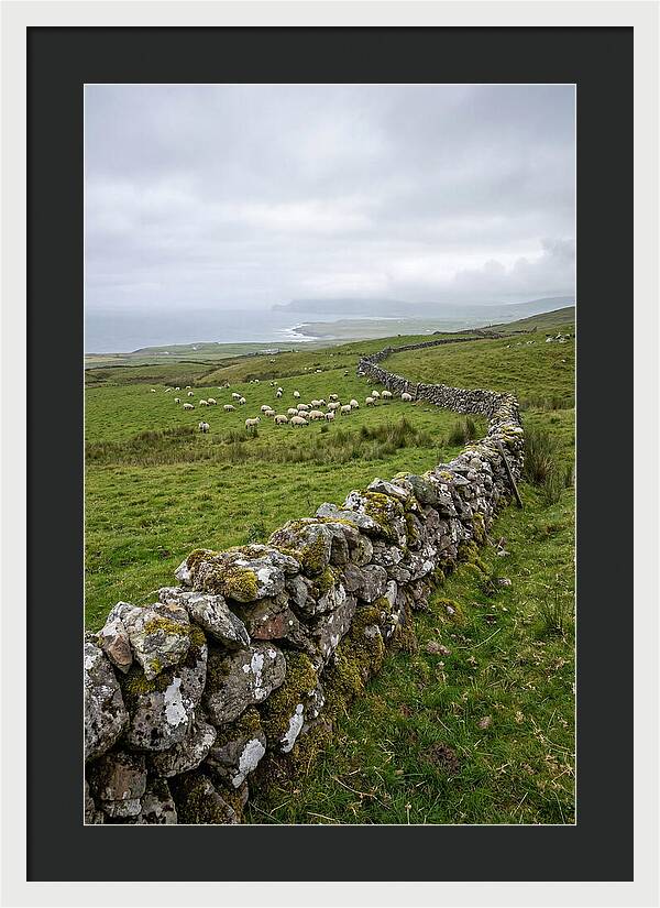Farm Landscape With Sheep