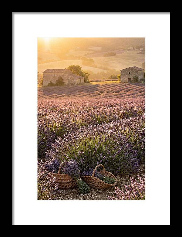 Farm Lavender Fields At Sunset