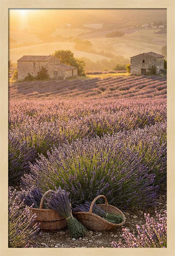 Farm Lavender Fields At Sunset