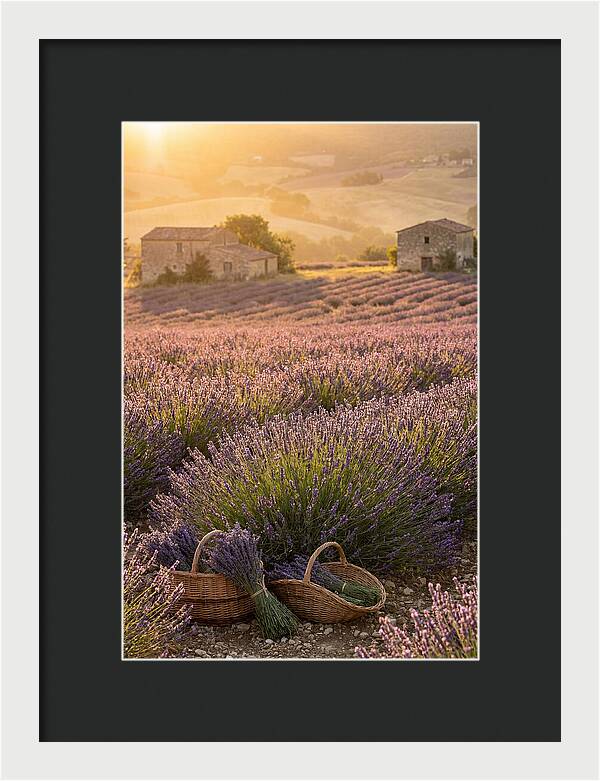 Farm Lavender Fields At Sunset