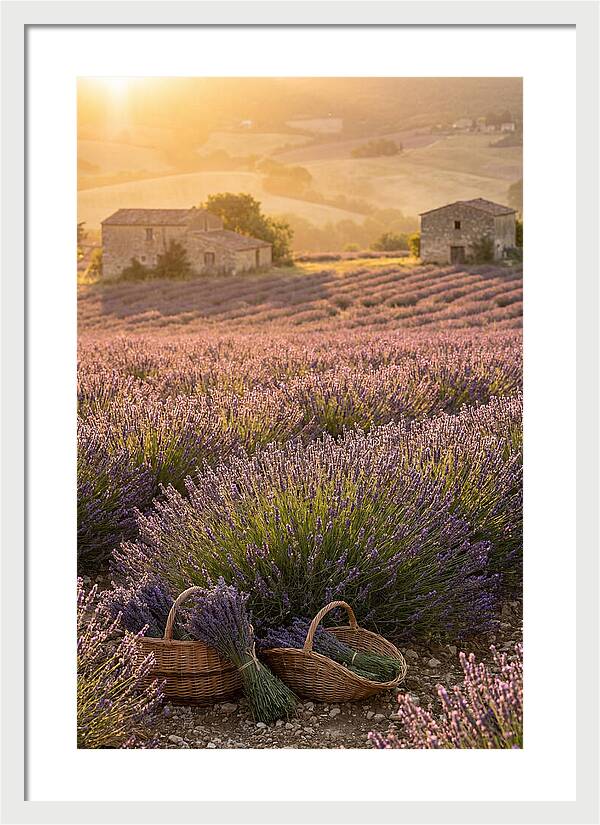 Farm Lavender Fields At Sunset