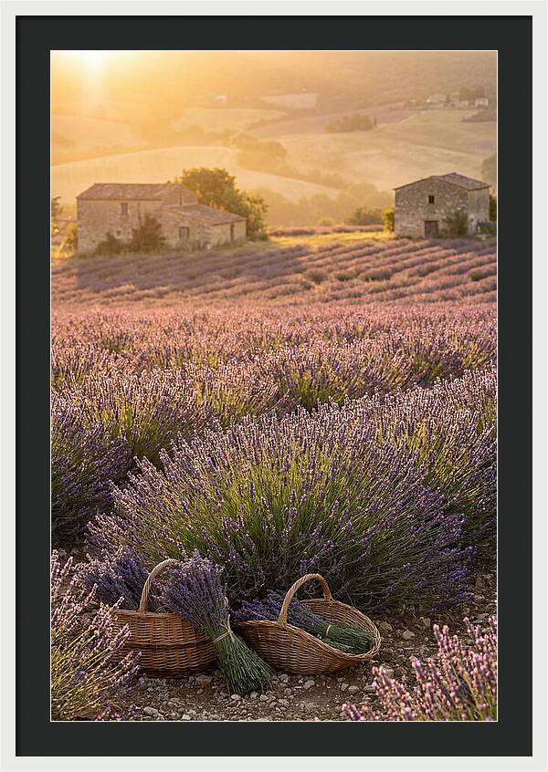 Farm Lavender Fields At Sunset