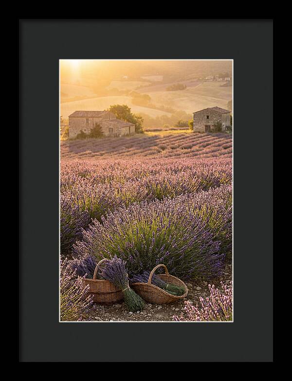 Farm Lavender Fields At Sunset