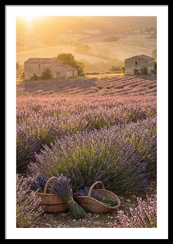 Farm Lavender Fields At Sunset