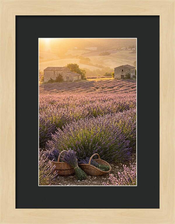 Farm Lavender Fields At Sunset