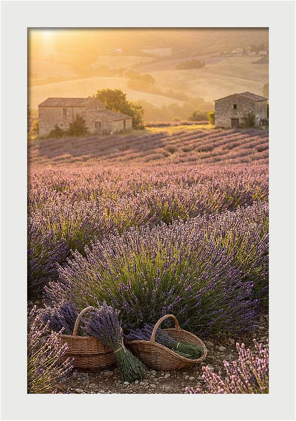 Farm Lavender Fields At Sunset