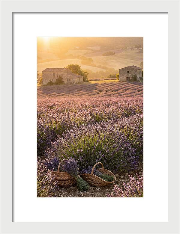 Farm Lavender Fields At Sunset