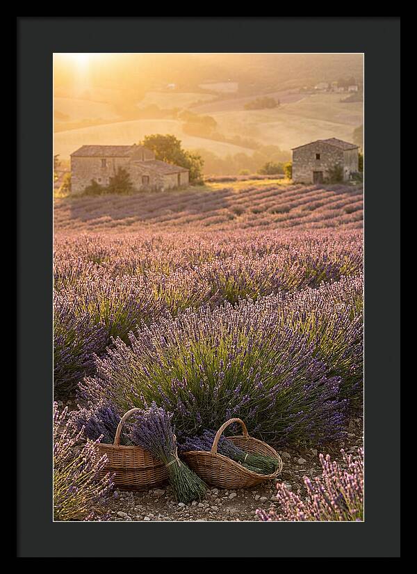 Farm Lavender Fields At Sunset