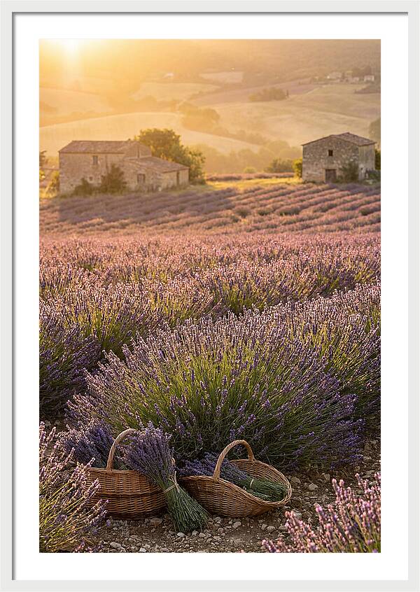 Farm Lavender Fields At Sunset