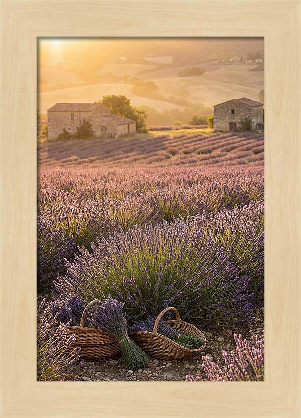 Farm Lavender Fields At Sunset