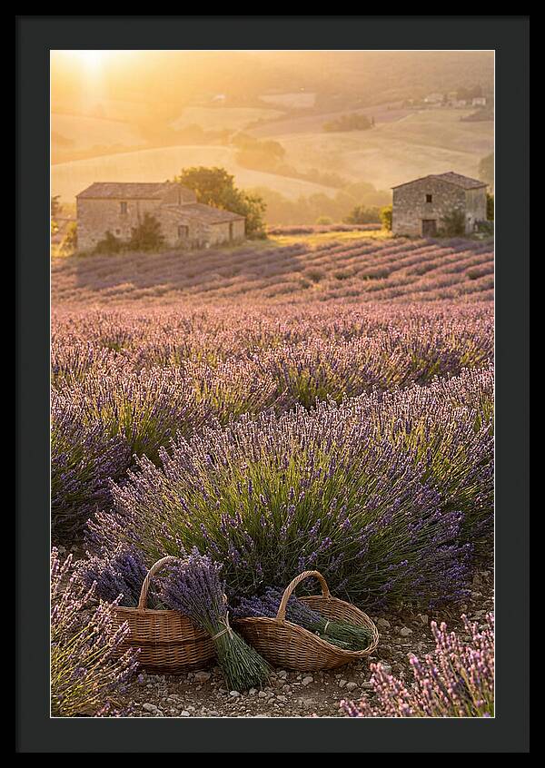 Farm Lavender Fields At Sunset